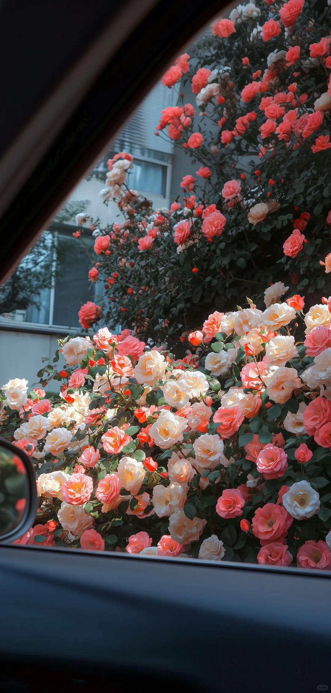 谁会拒绝樱花树呢？！🌸