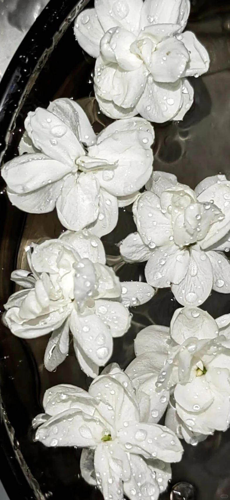谁会拒绝樱花树呢？！🌸