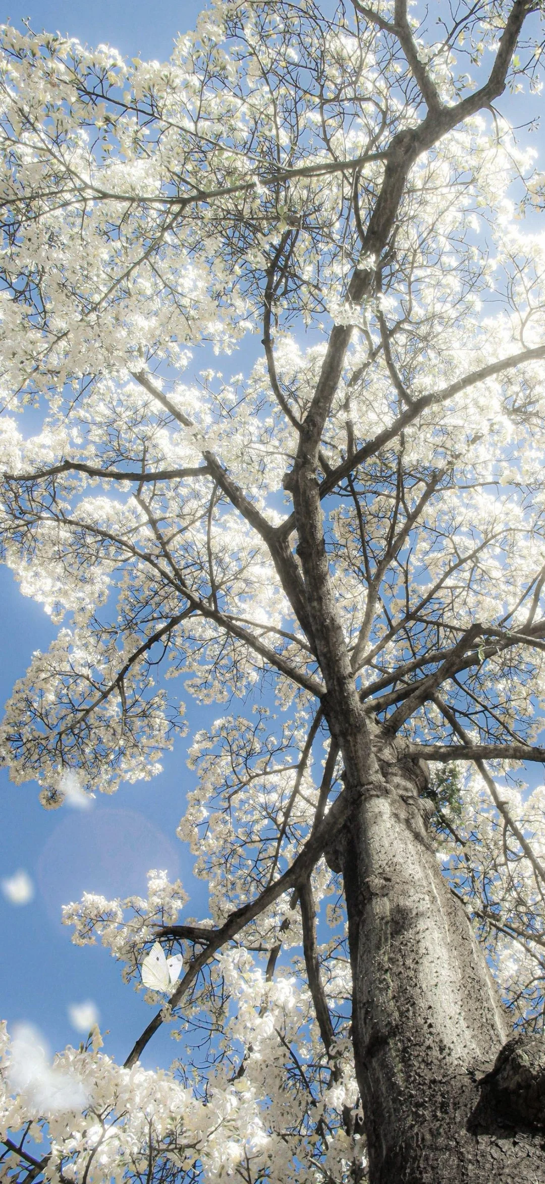 谁会拒绝樱花树呢？！🌸