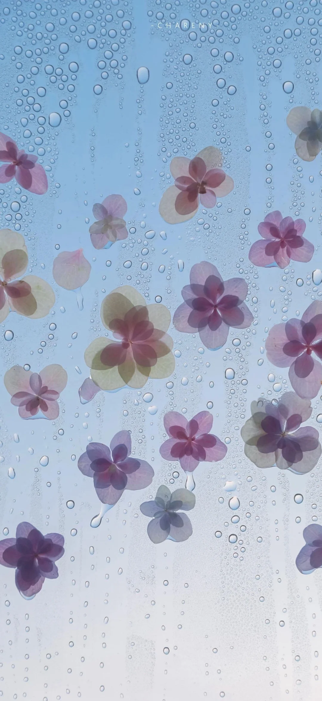 谁会拒绝樱花树呢？！🌸