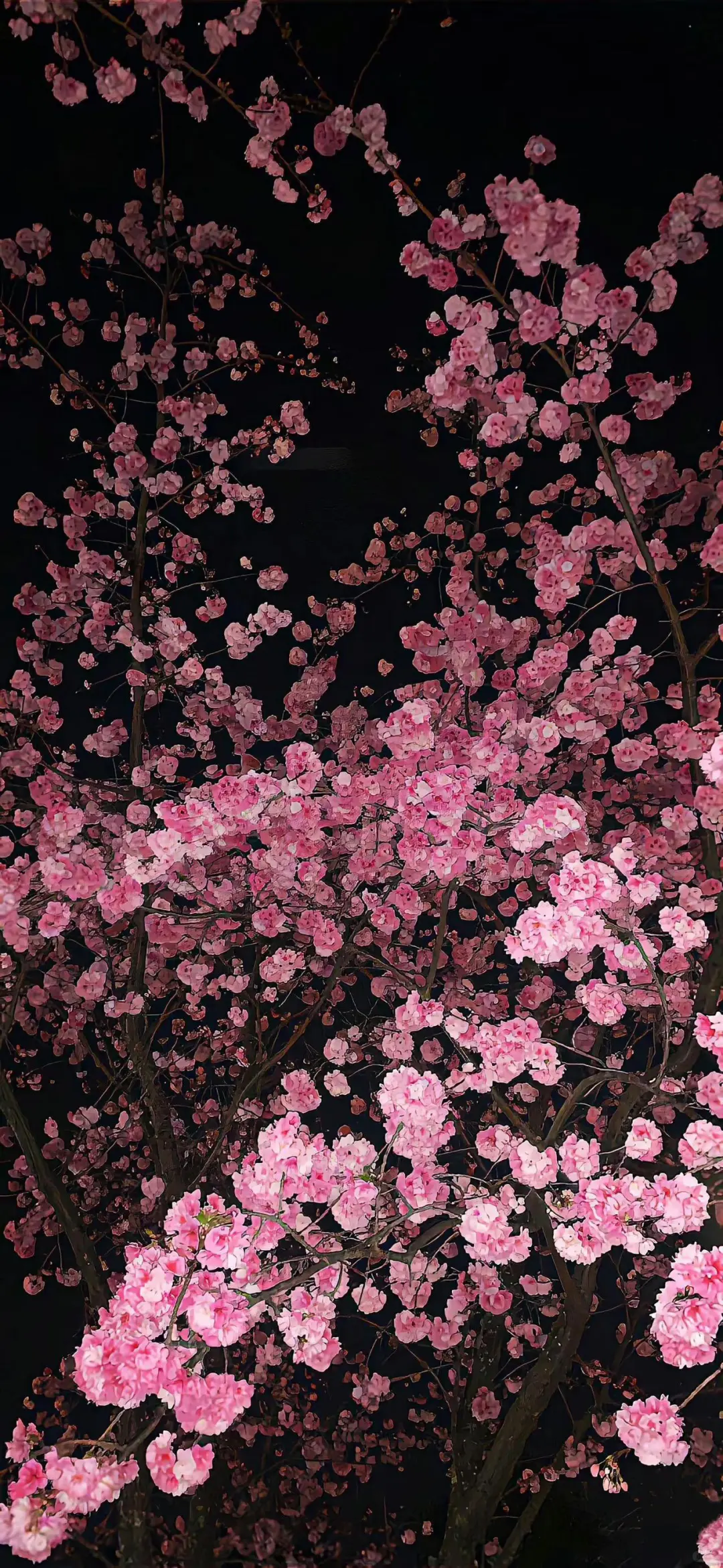 谁会拒绝樱花树呢？！🌸