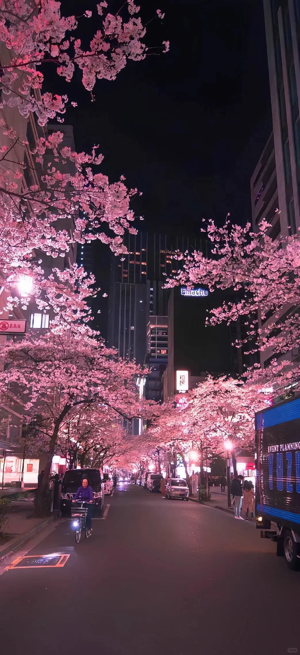 谁会拒绝樱花树呢？！🌸