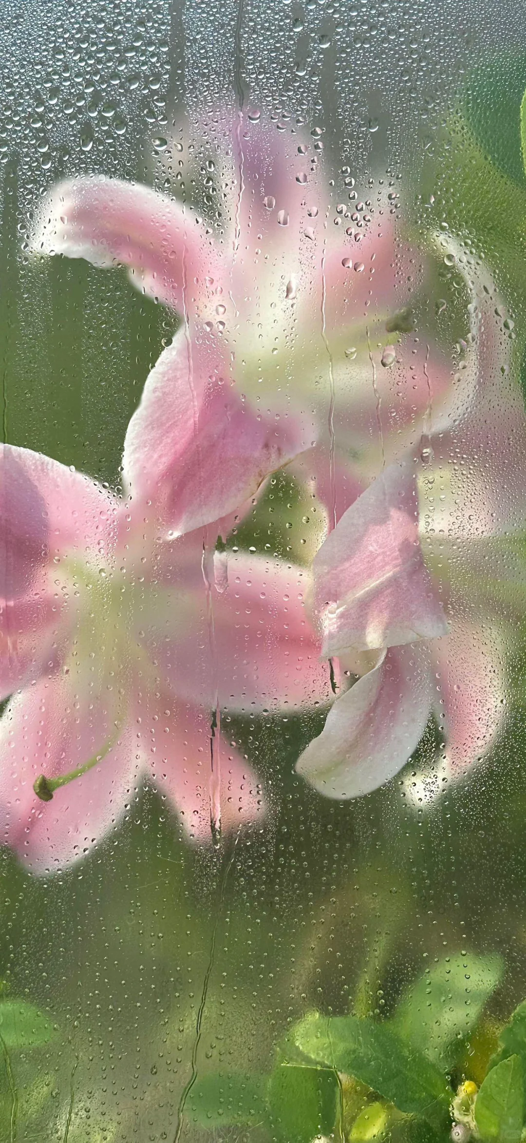 谁会拒绝樱花树呢？！🌸