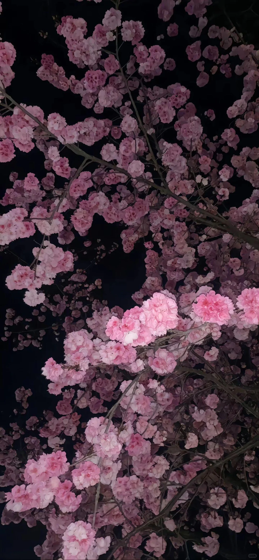 谁会拒绝樱花树呢？！🌸