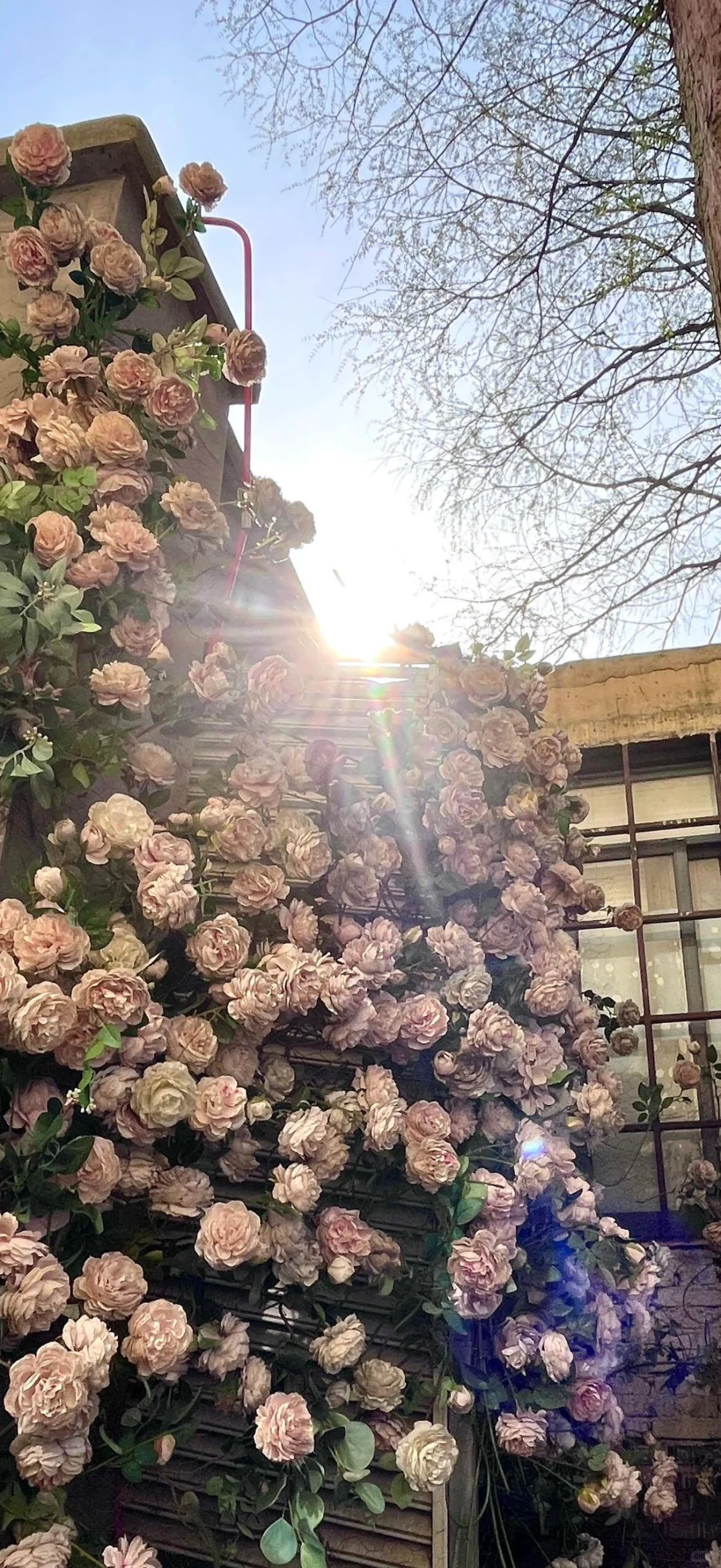 谁会拒绝樱花树呢？！🌸