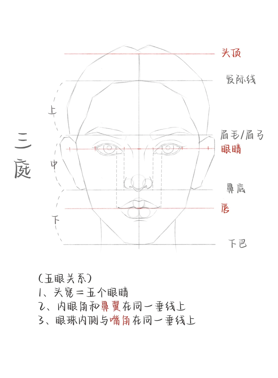 正面头像起型、三庭五眼比例教程⭐️