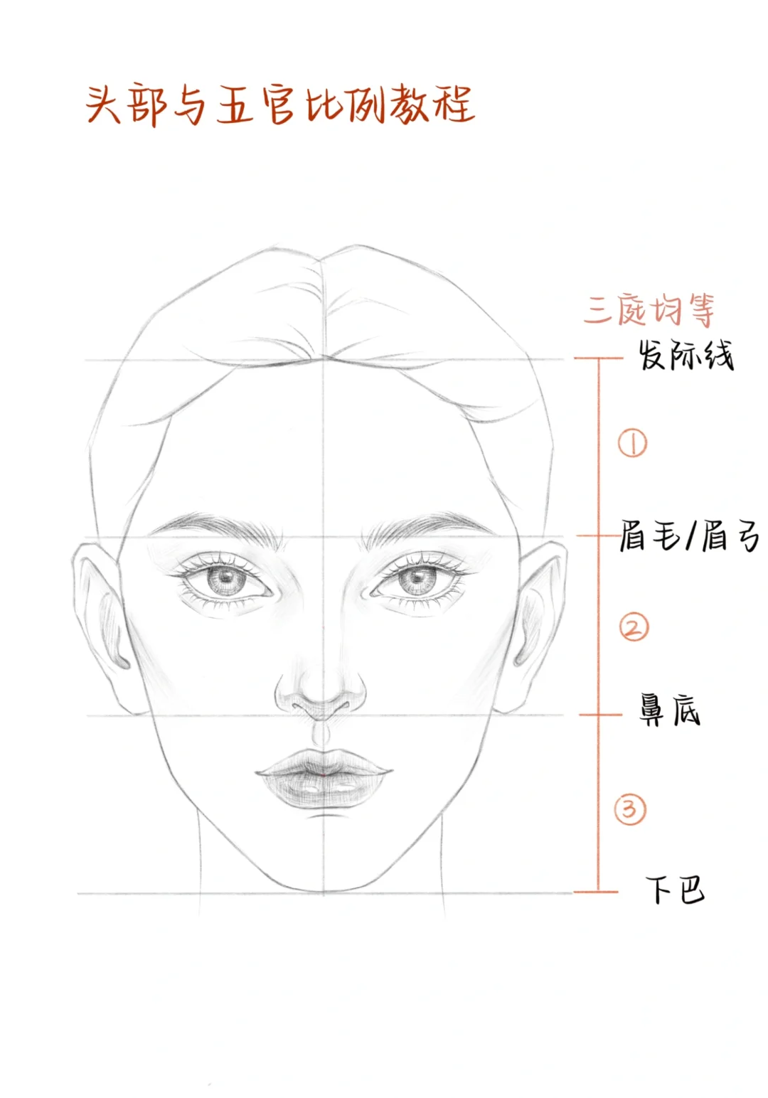 正面头像起型、三庭五眼比例教程⭐️