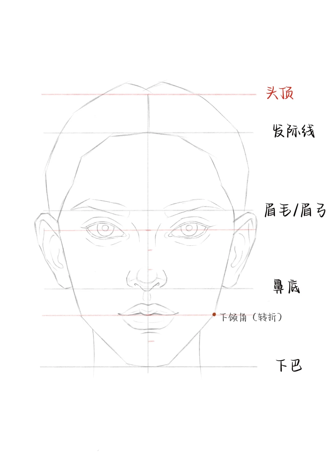 正面头像起型、三庭五眼比例教程⭐️