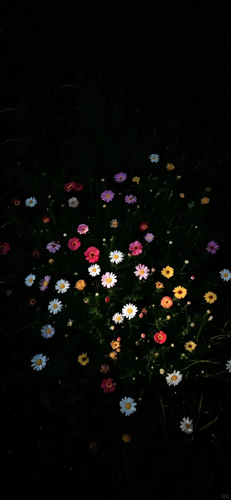 黑色壁纸 || 星空花海🌌花丛里是星光✨