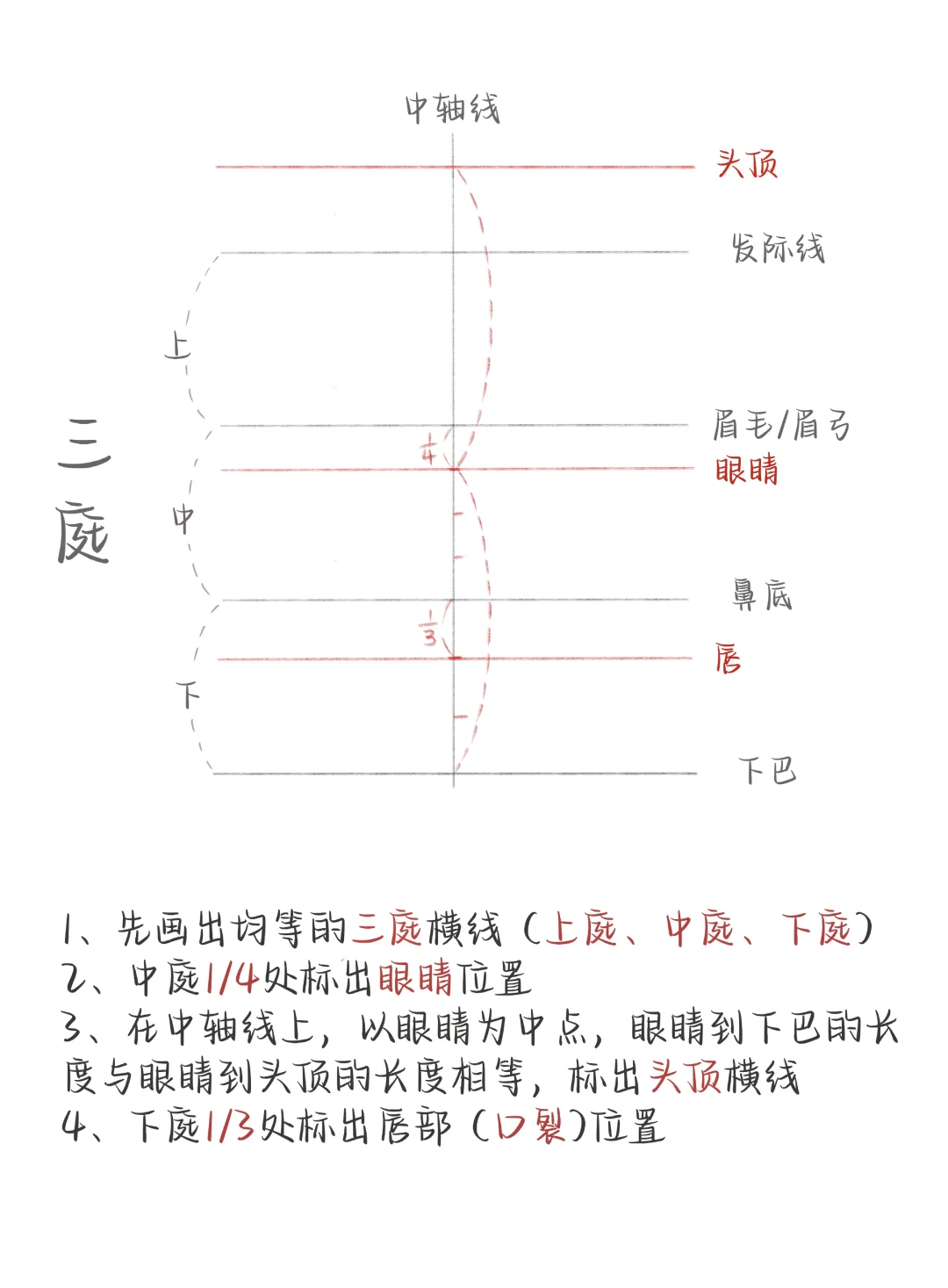 正面头像起型、三庭五眼比例教程⭐️