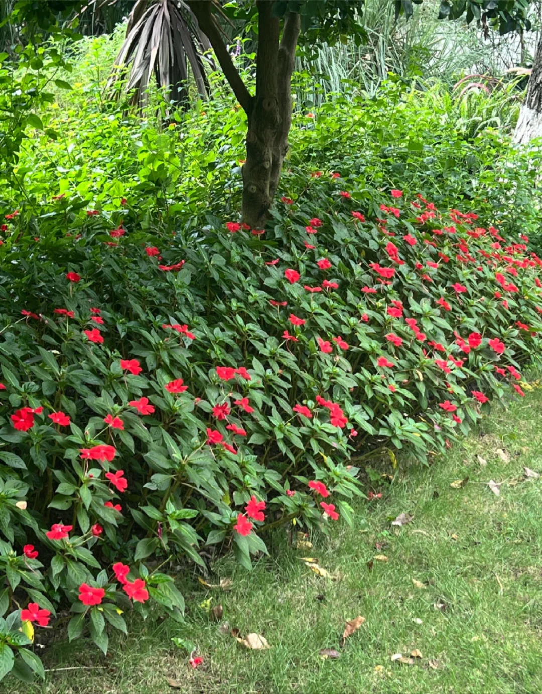 红得热烈又妖娆