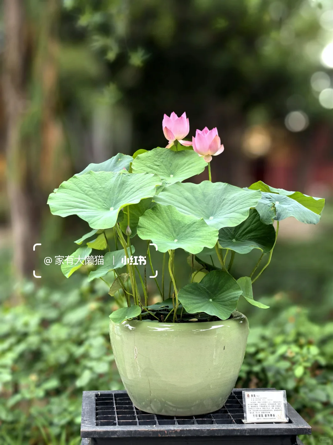 故宫︱看取莲花净 应知不染心🪷