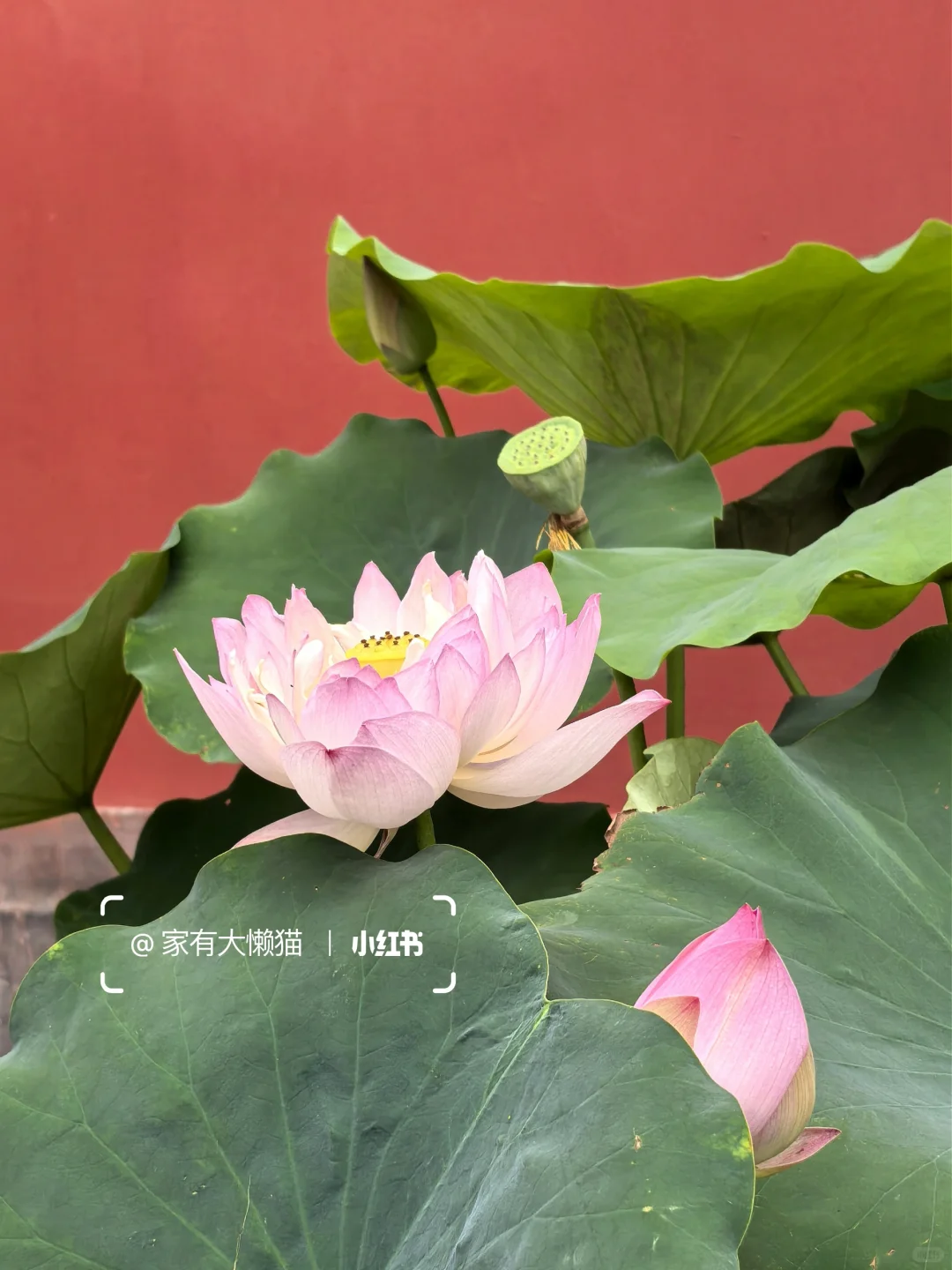 故宫︱看取莲花净 应知不染心🪷
