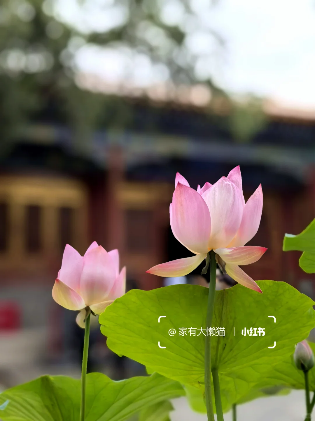 故宫︱看取莲花净 应知不染心🪷