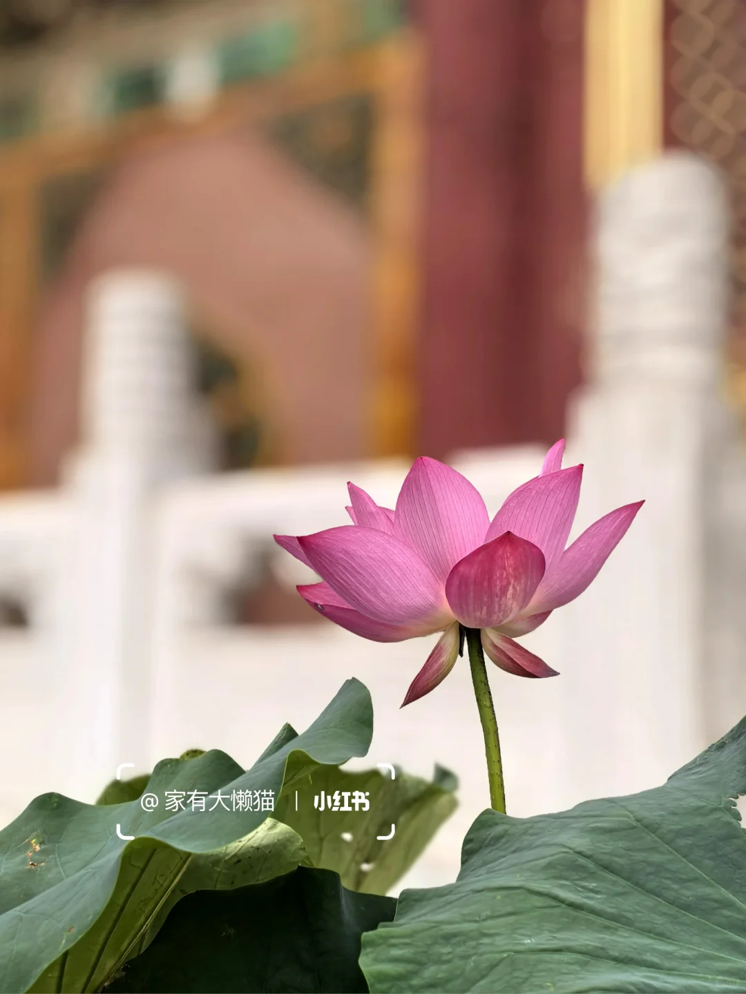 故宫︱看取莲花净 应知不染心🪷
