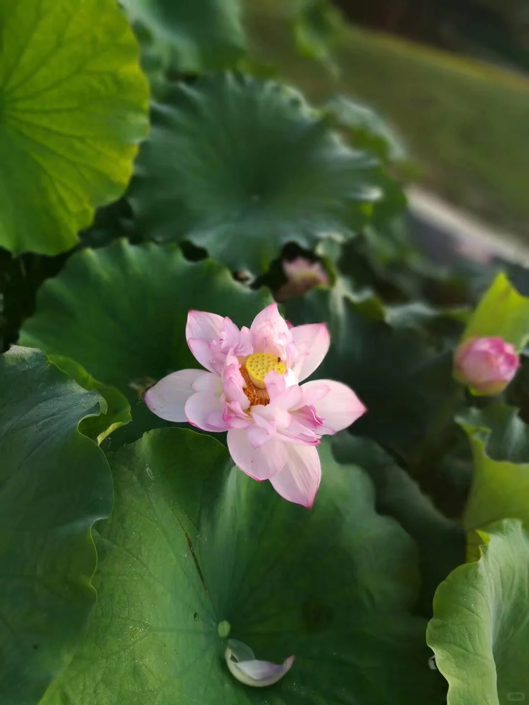 这个夏天的荷花太美了～