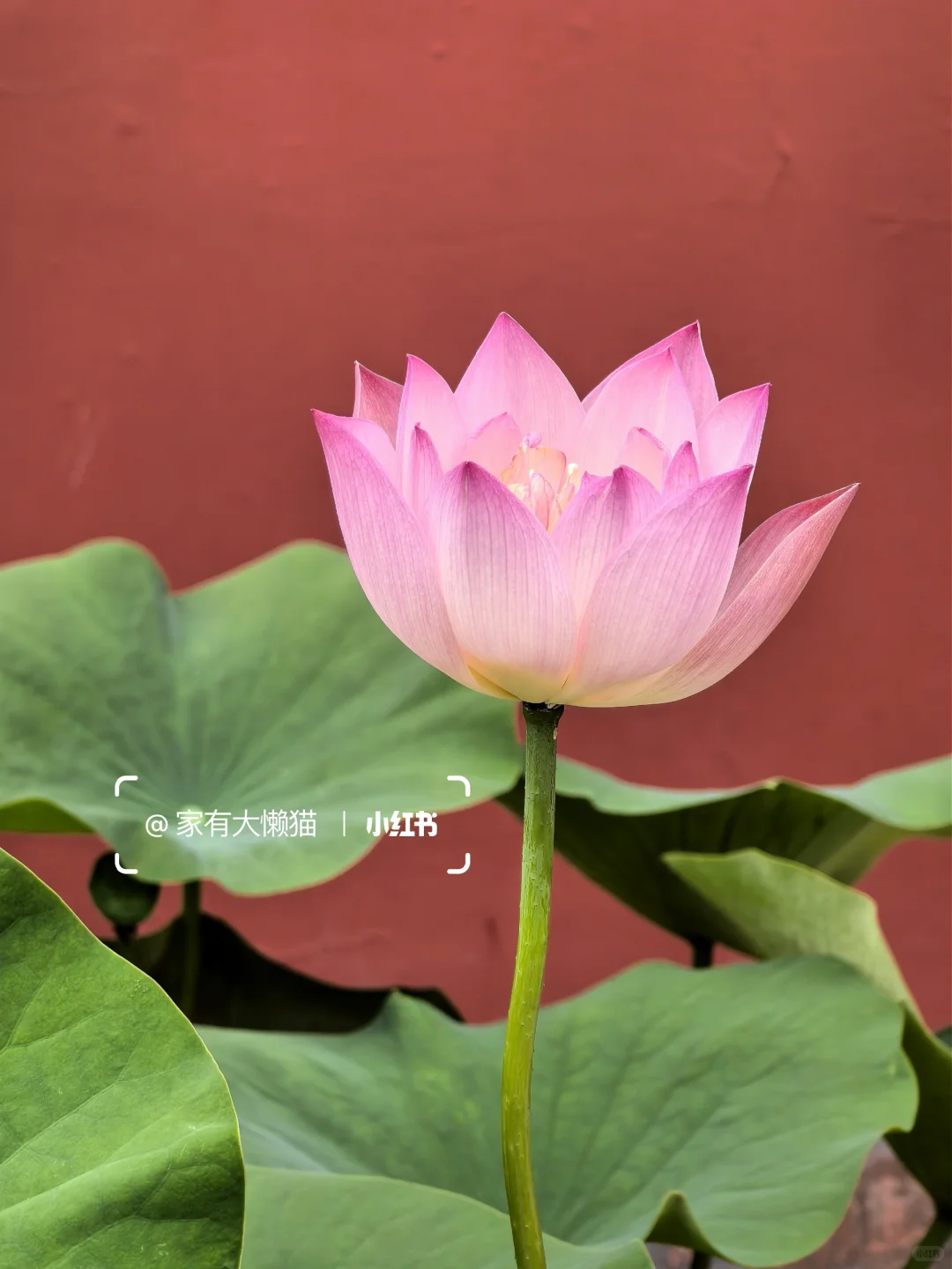 故宫︱看取莲花净 应知不染心🪷