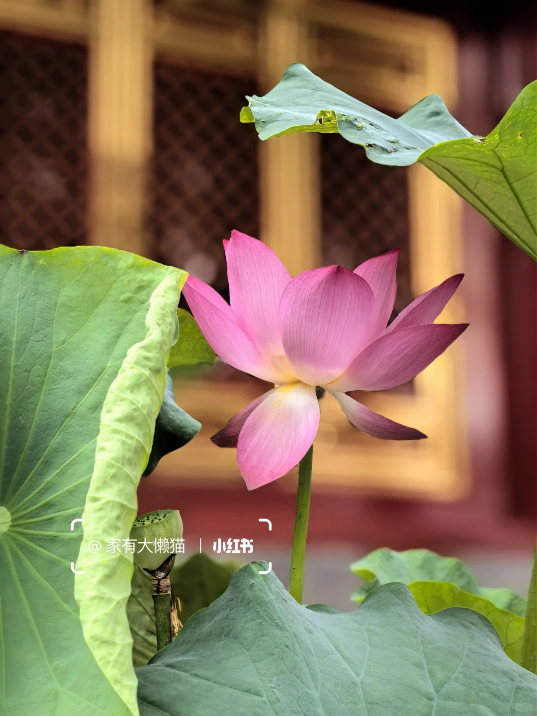 故宫︱看取莲花净 应知不染心🪷