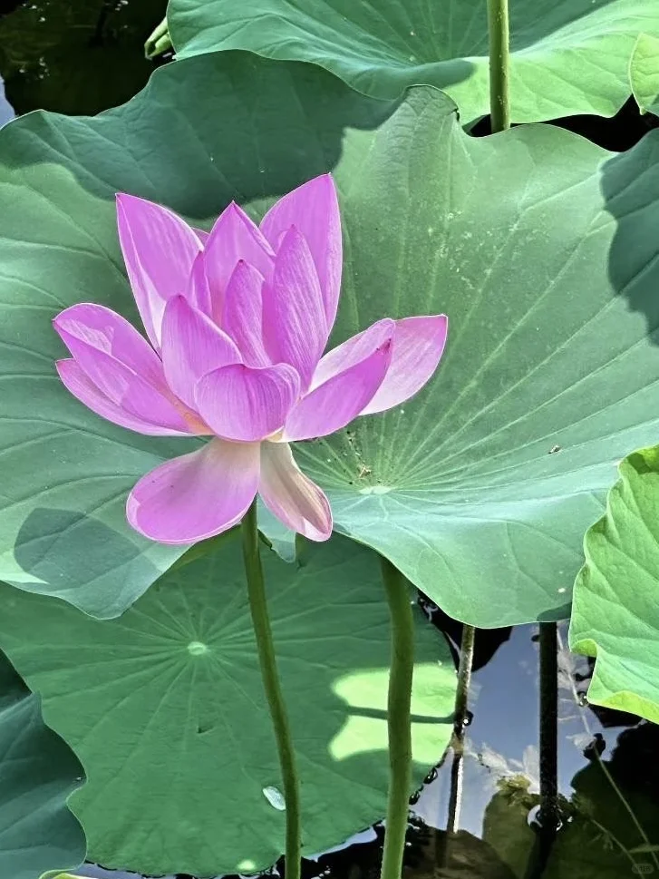 这个夏天的荷花太美了～