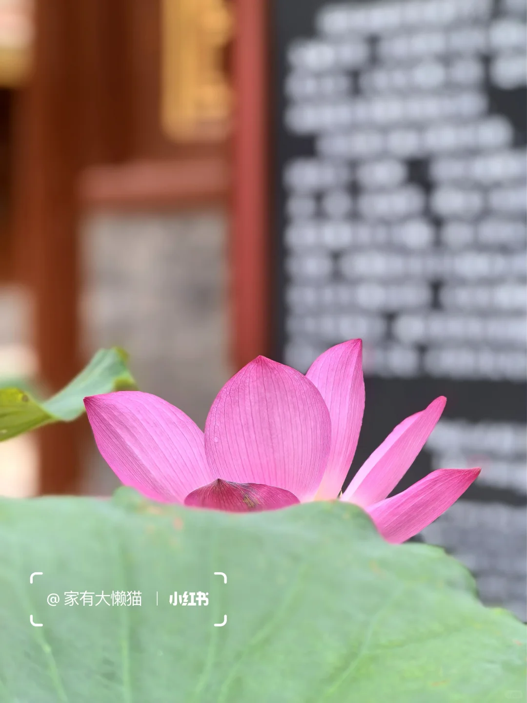 故宫︱看取莲花净 应知不染心🪷