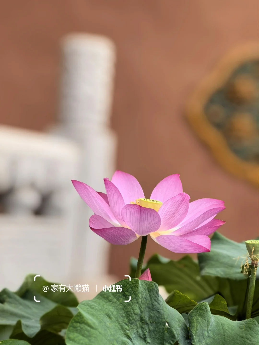 故宫︱看取莲花净 应知不染心🪷