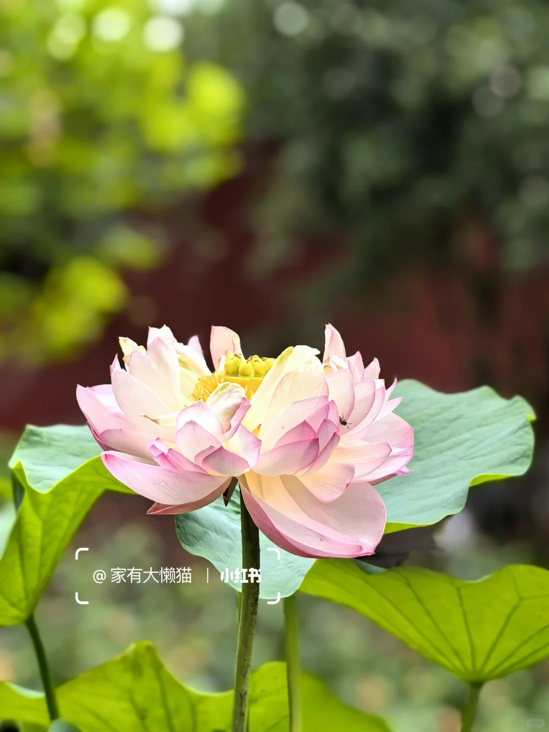 故宫︱看取莲花净 应知不染心🪷