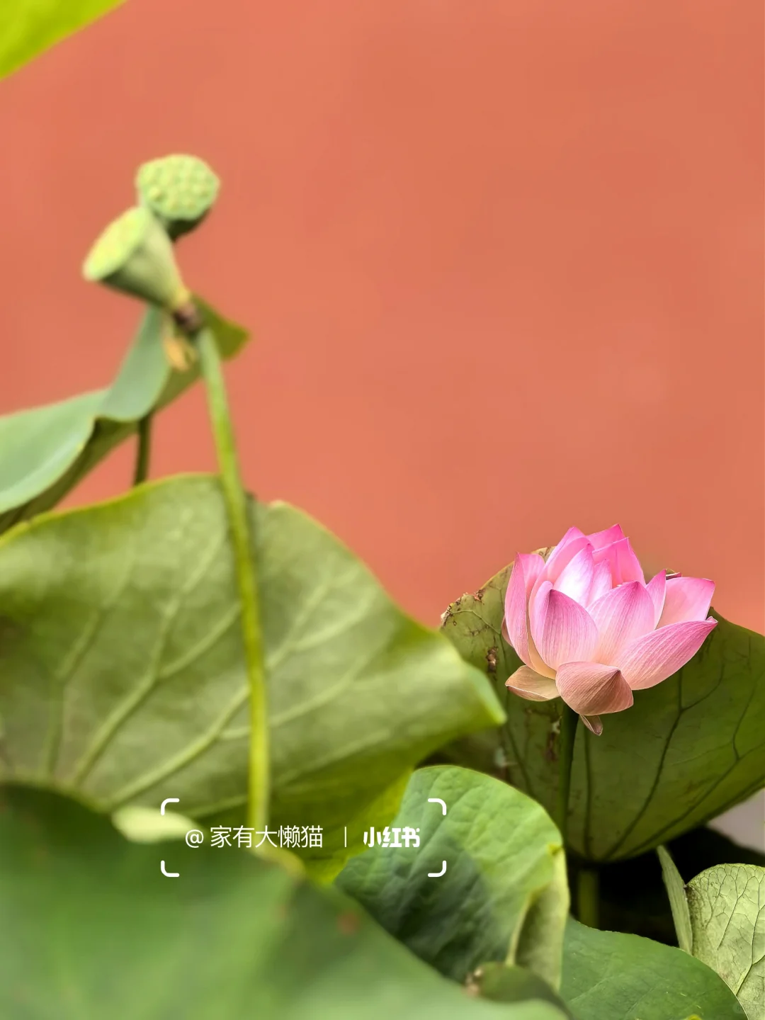 故宫︱看取莲花净 应知不染心🪷