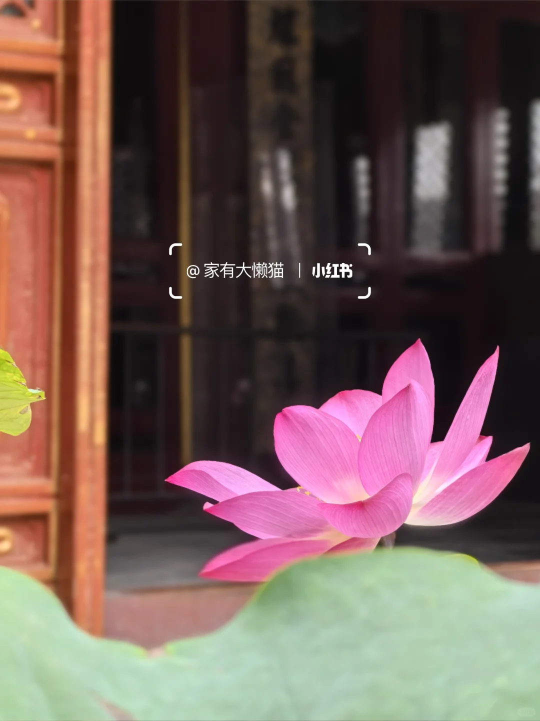 故宫︱看取莲花净 应知不染心🪷