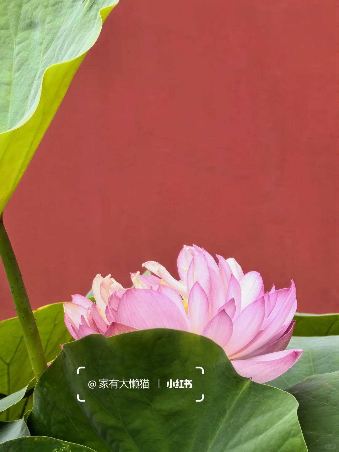故宫︱看取莲花净 应知不染心🪷
