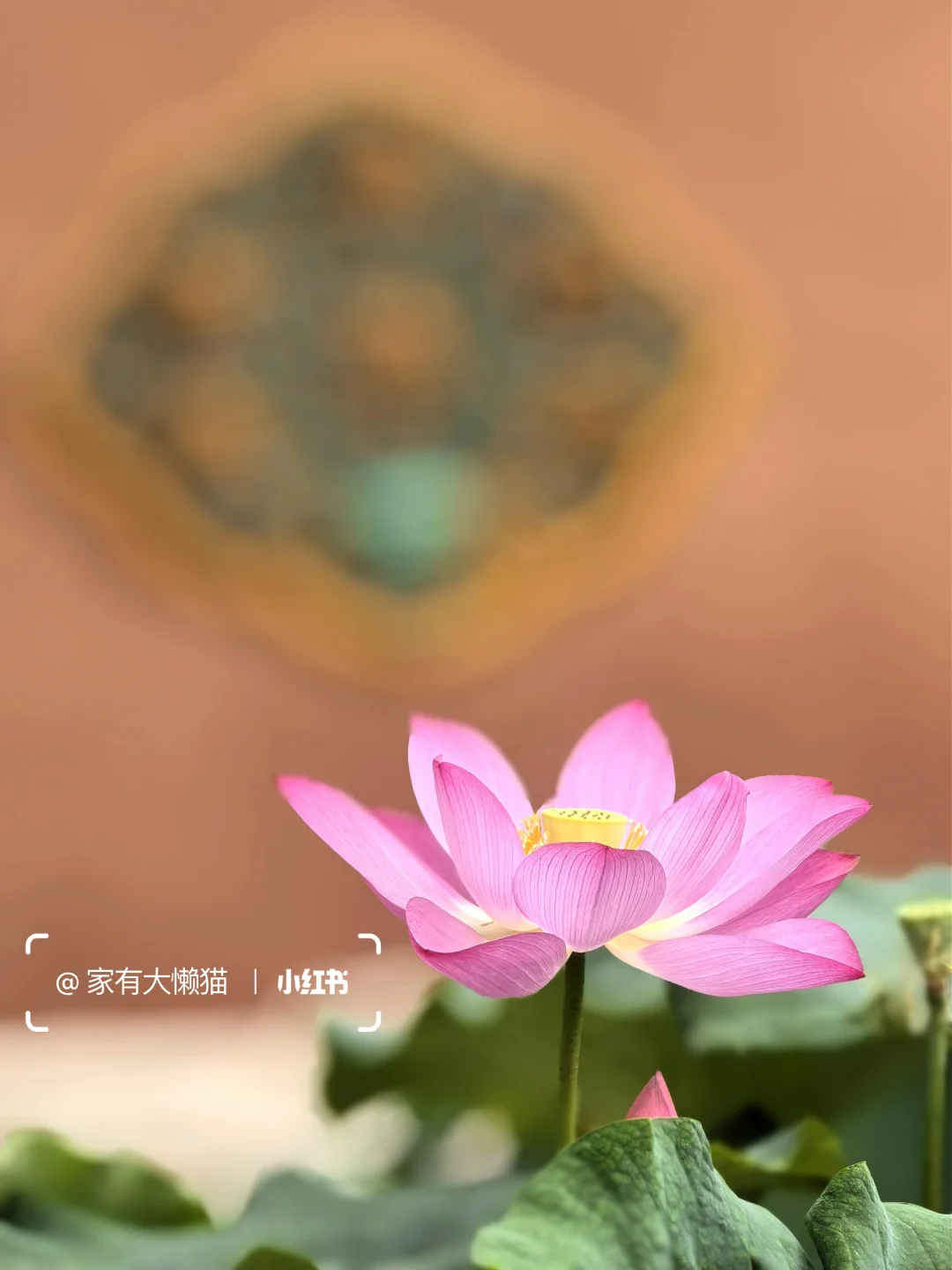 故宫︱看取莲花净 应知不染心🪷