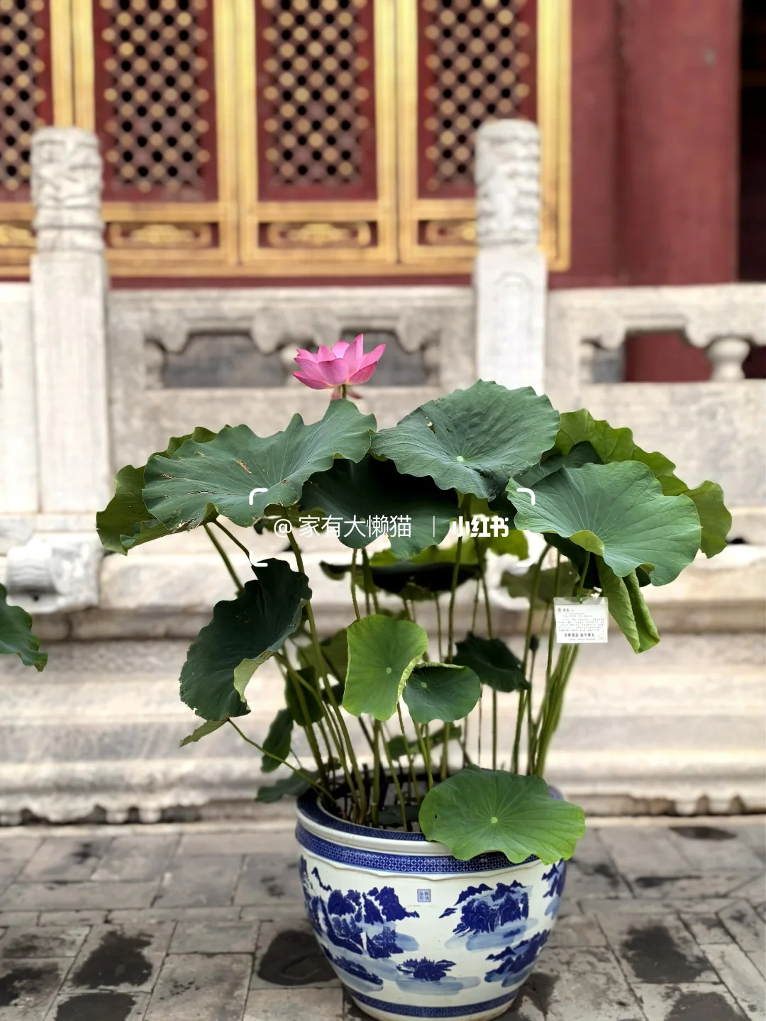 故宫︱看取莲花净 应知不染心🪷