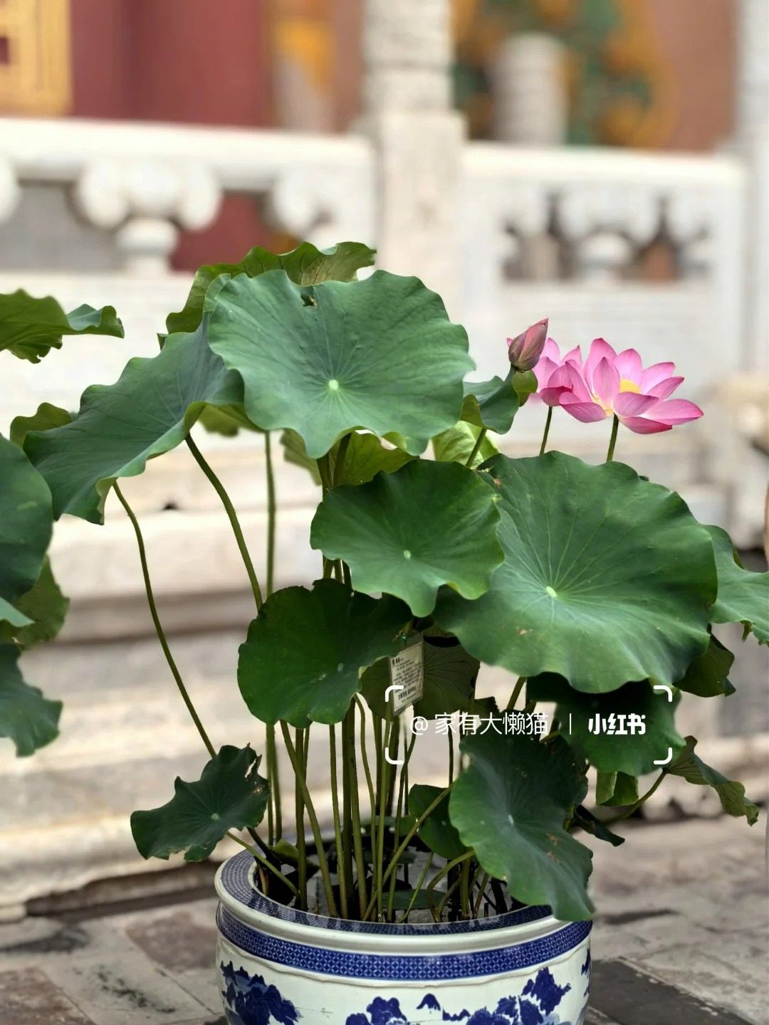 故宫︱看取莲花净 应知不染心🪷