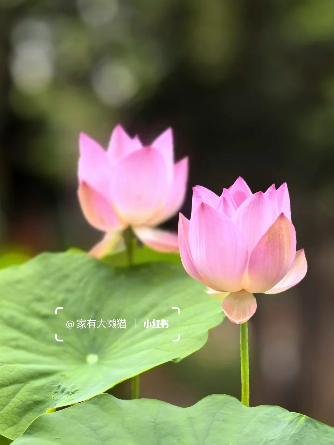 故宫︱看取莲花净 应知不染心🪷