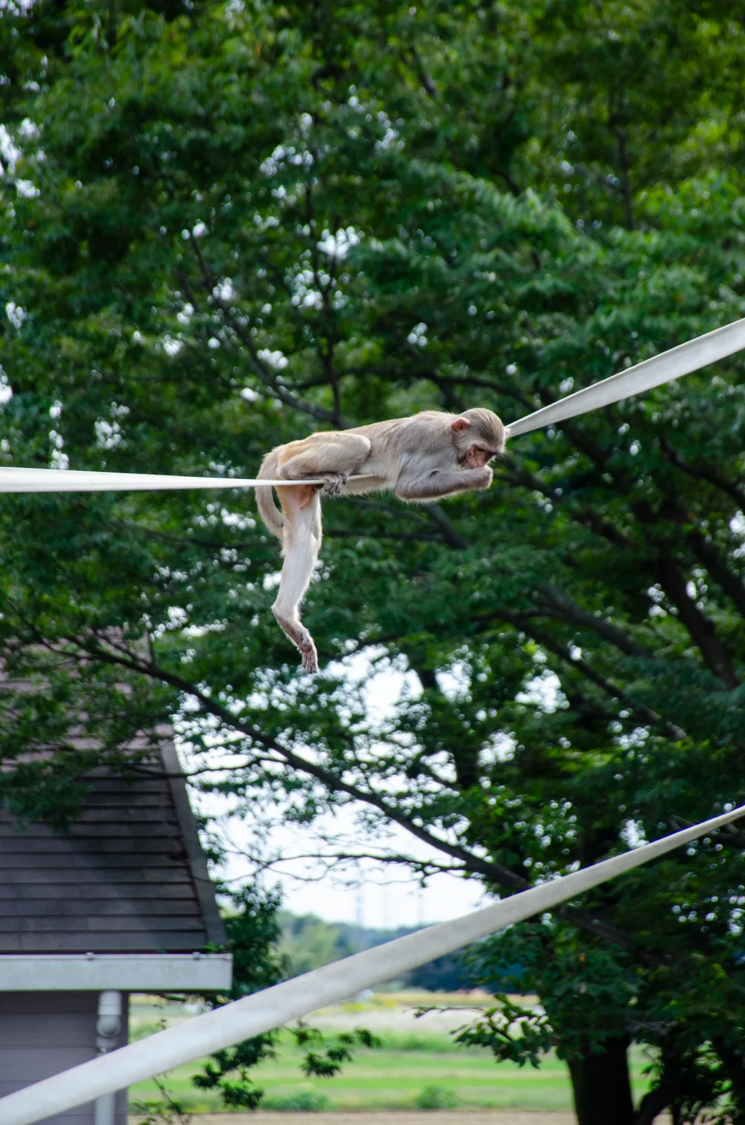 💻 东京IT职场情境报告:抓住年底项目机会!