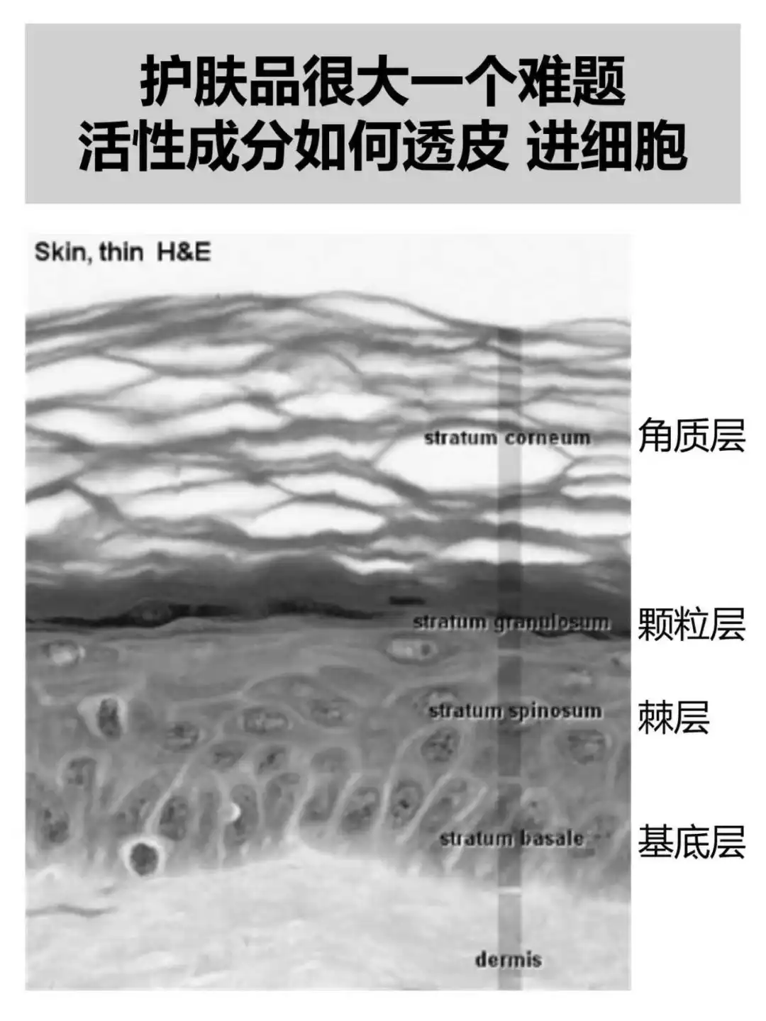 成分|人源外泌体不能用于护肤品,改造下呢?