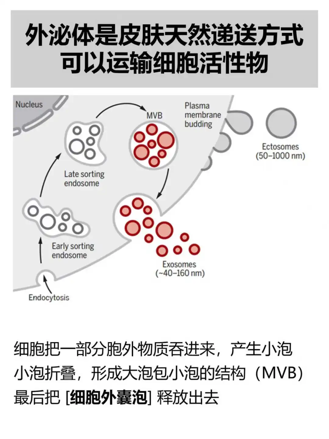 成分|人源外泌体不能用于护肤品,改造下呢?