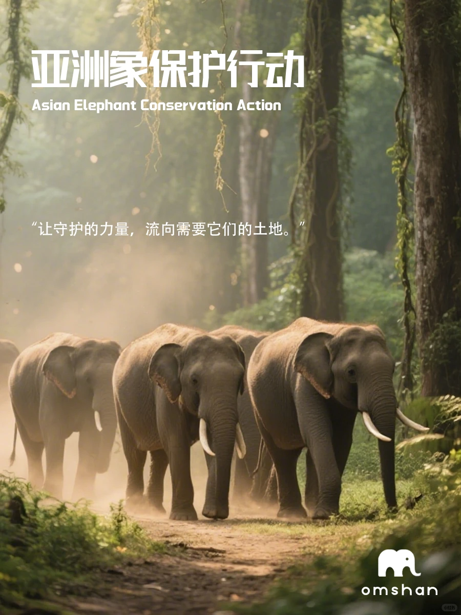 亚洲象保护行动 丨以小束之力，护大地之灵