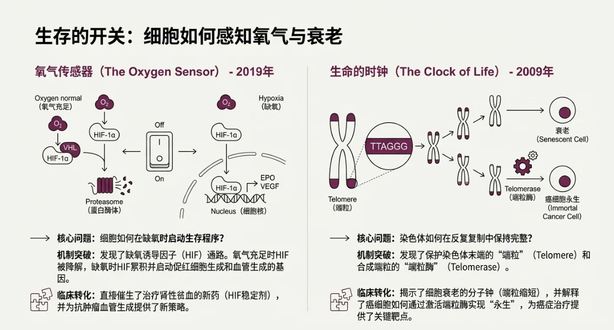 一篇通关！20年生物医学诺奖深度复盘