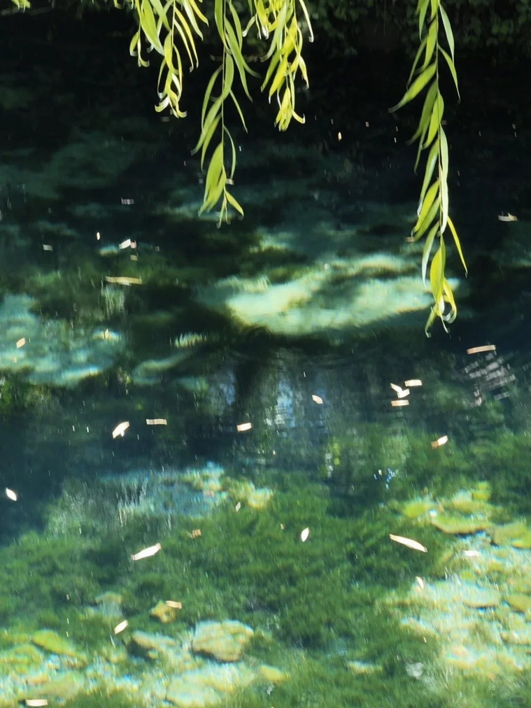 在趵突泉景区花15块钱拍的照片值不值！