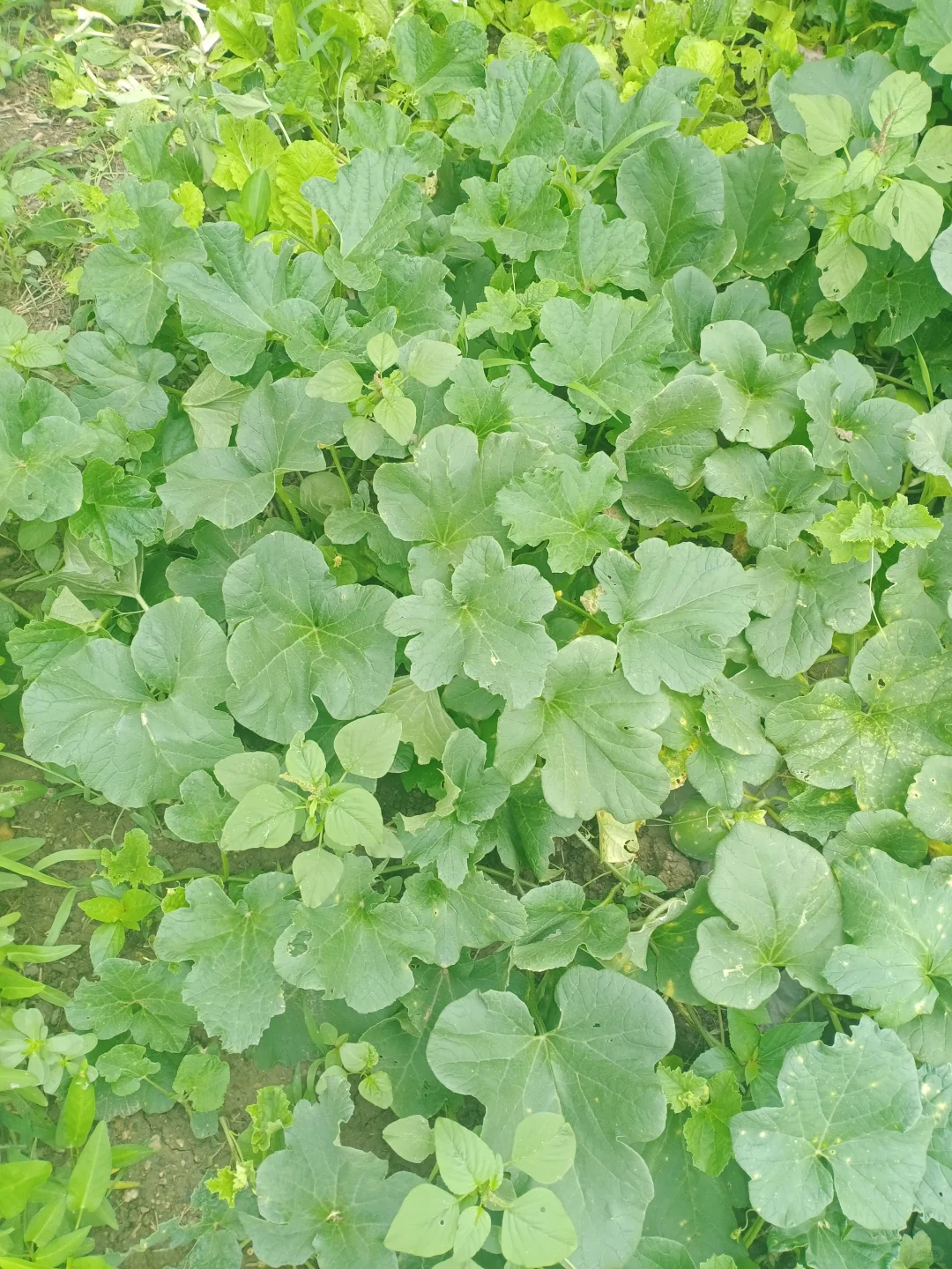 你看到我是叫我姐姐还是阿姨？