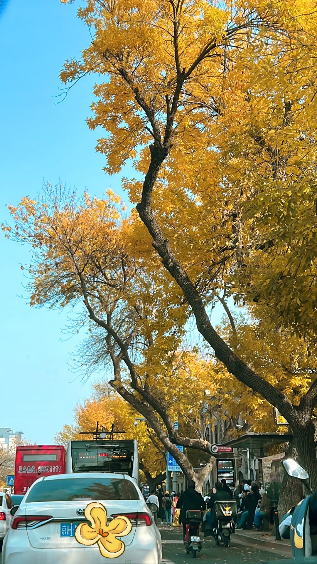北平之秋🍂便是天堂