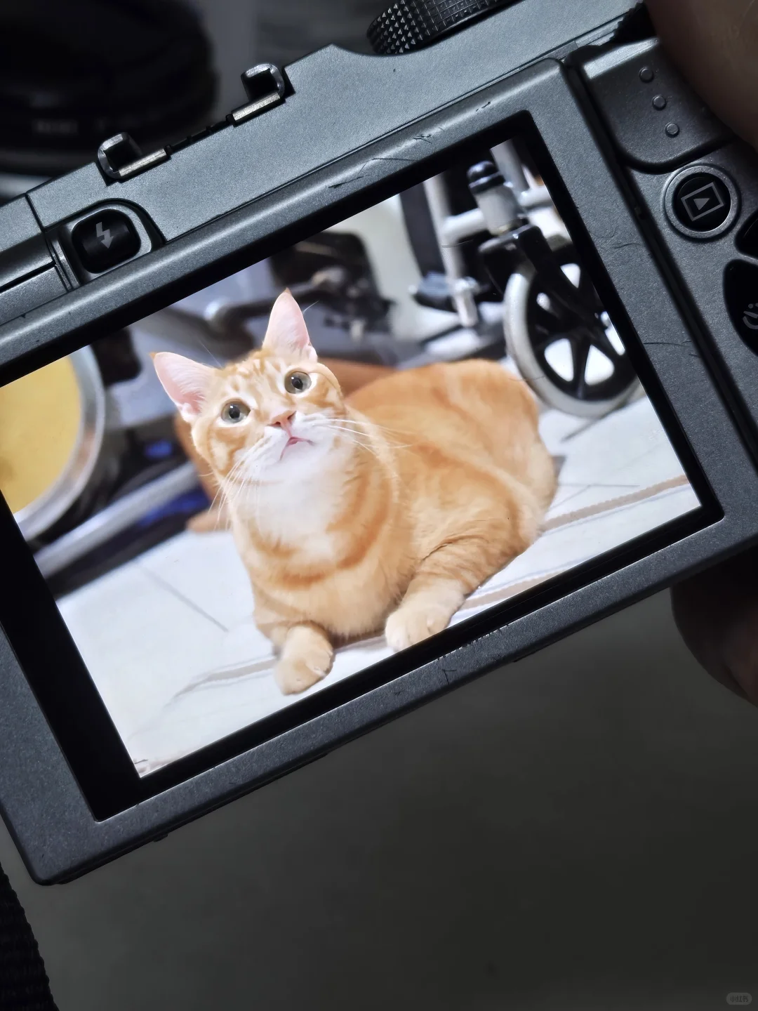 🇲🇾新手女摄影学徒🌸招写真模特