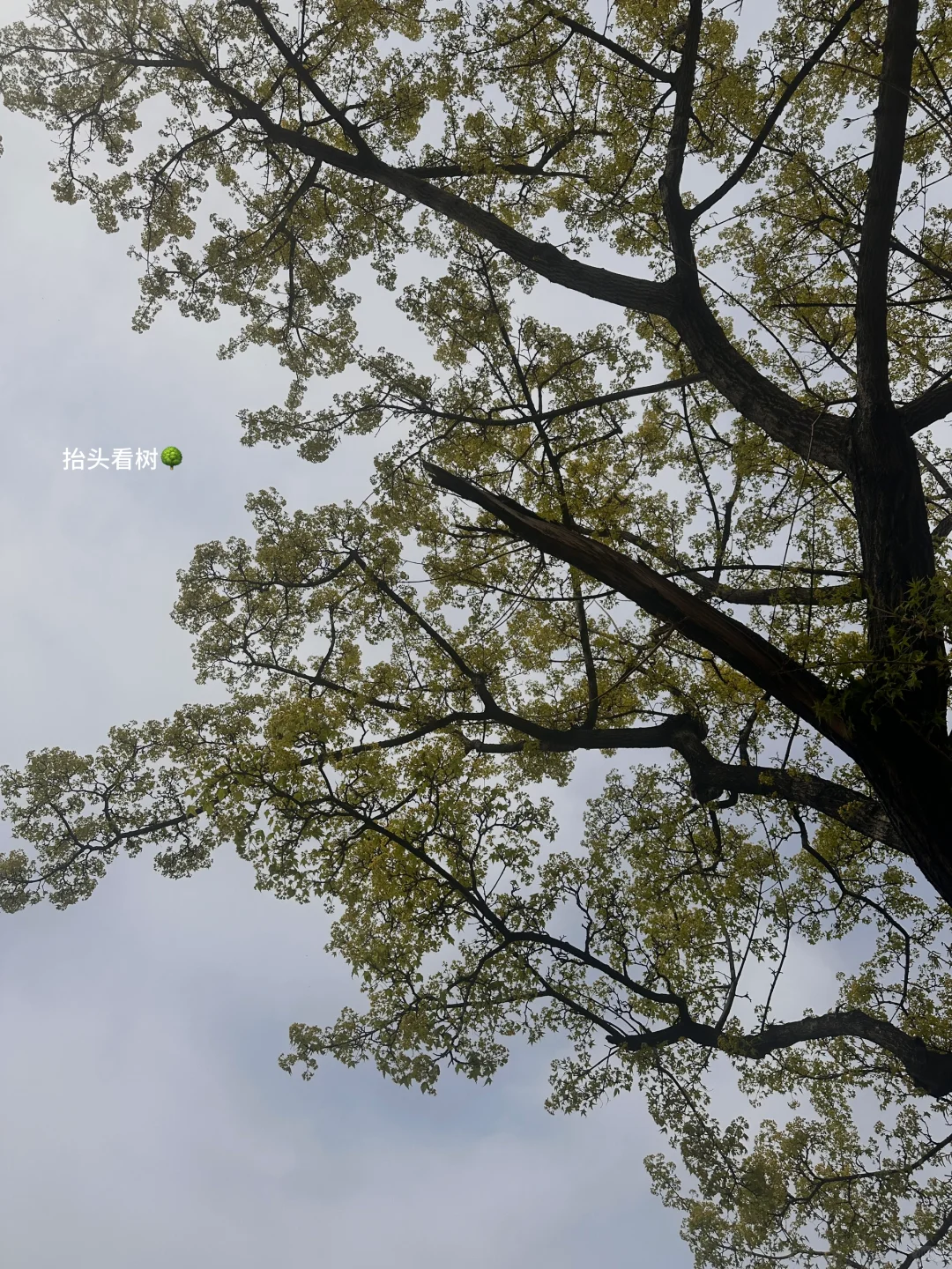 想和你交换的春天🌿