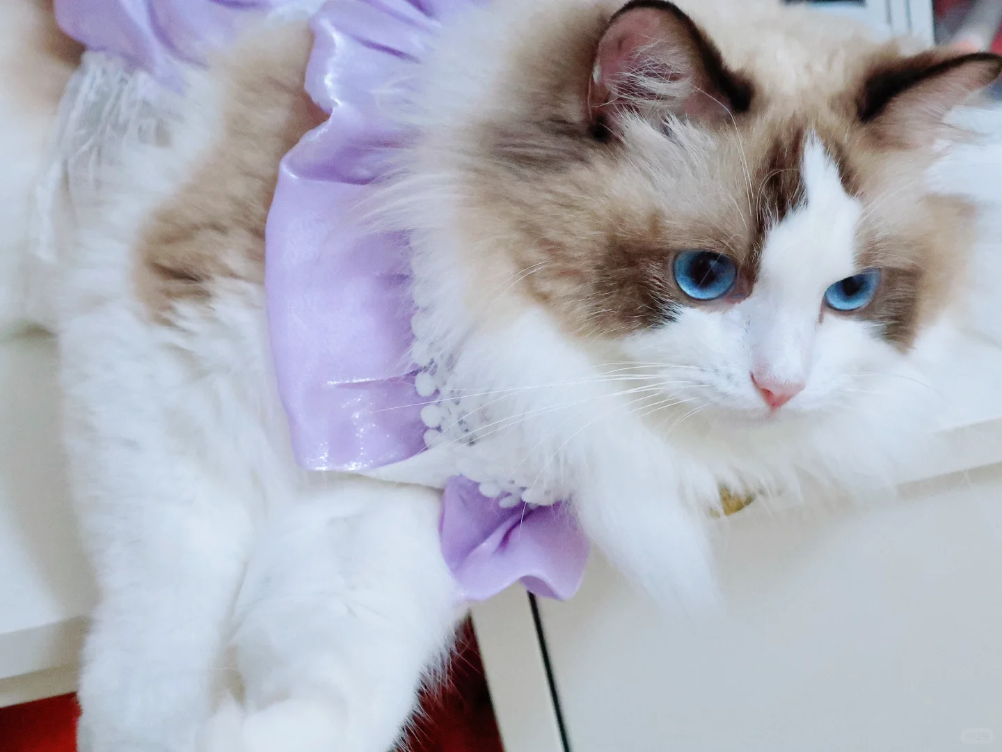 宝宝写真来啦～姨姨们我乖不乖吖🥰