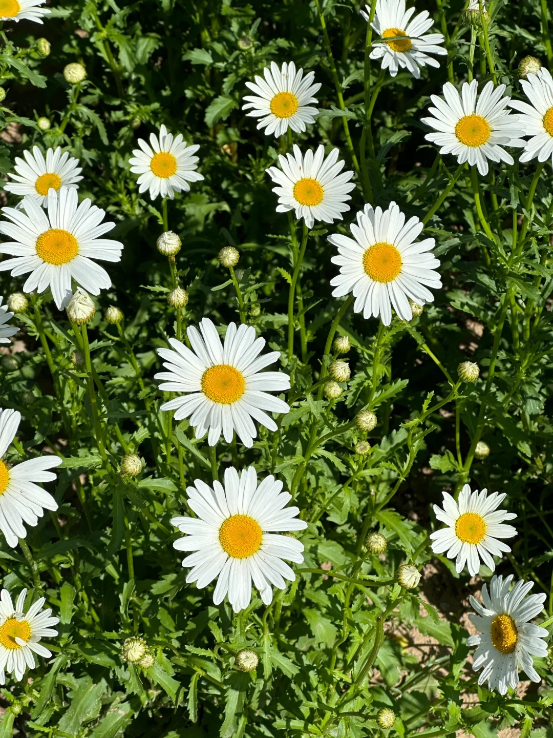 今天遇到了小雏菊🔆