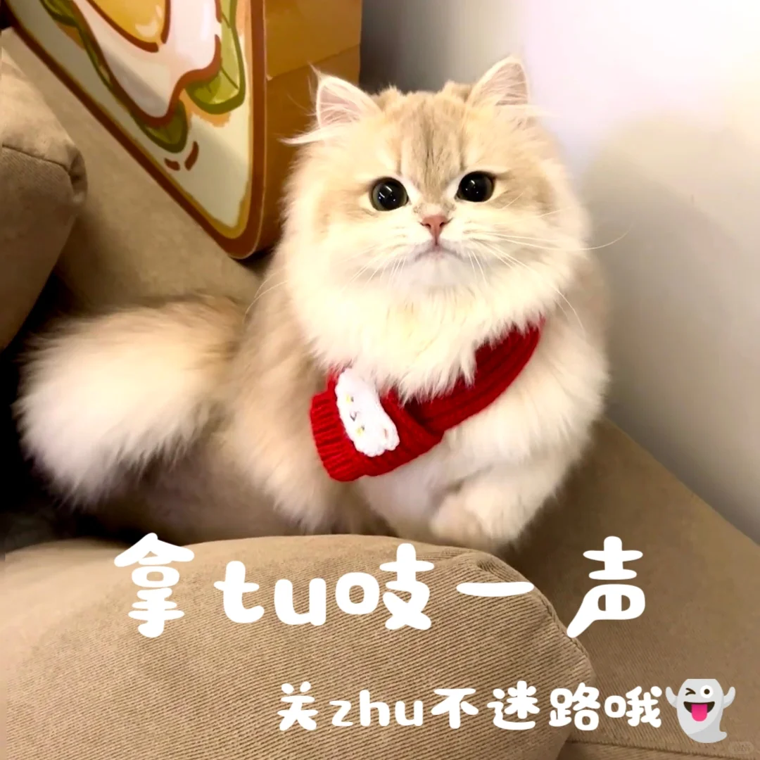 𝙒𝙚𝘾𝙝𝙖𝙩｜小众氛围感头像