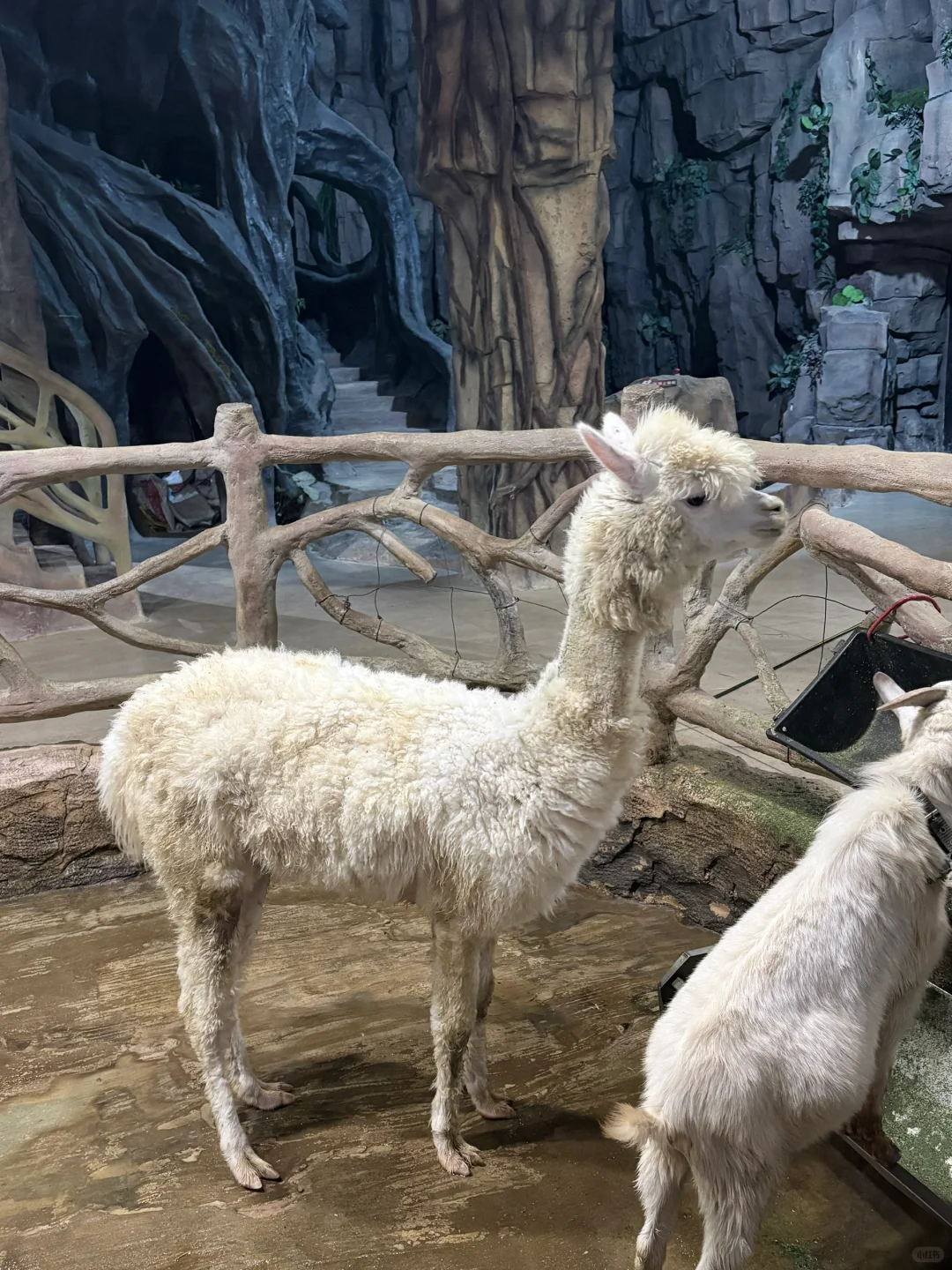 俯拍也太好拍了吧