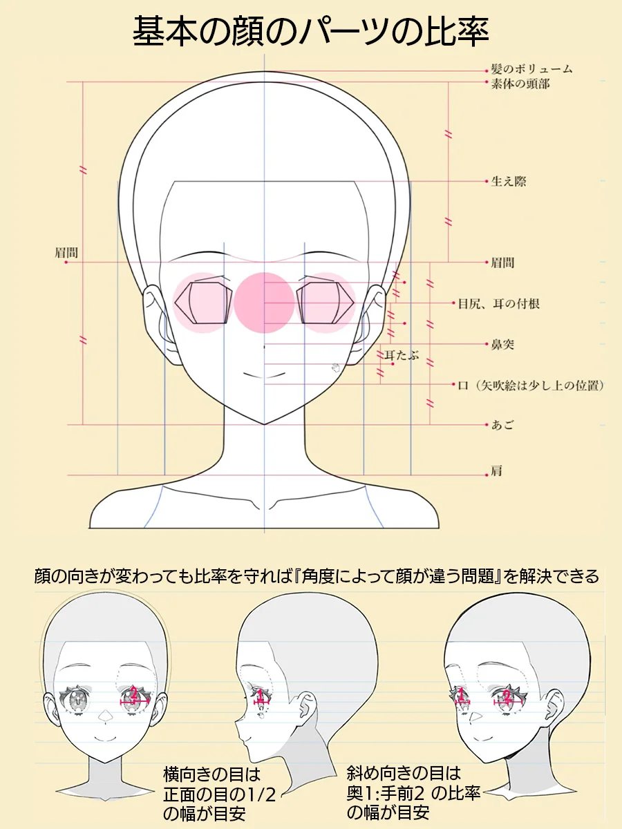 面部比例与五官透视法