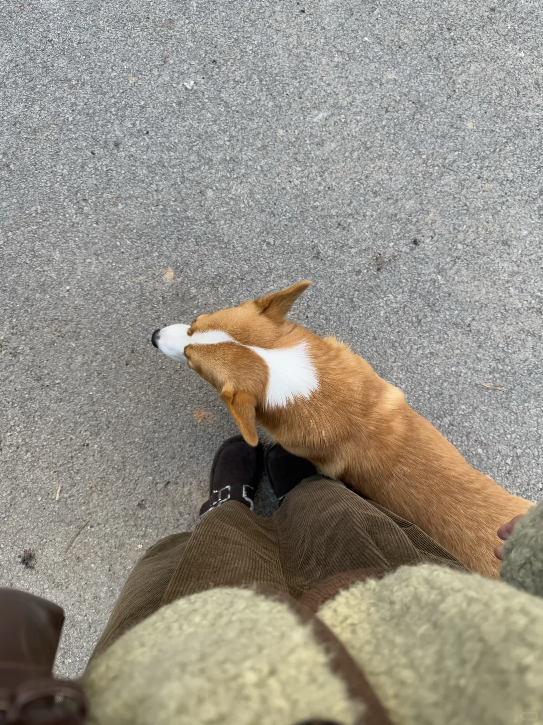 OOTD｜🍂绿色羊羔毛外套搭配半裙复古感满满