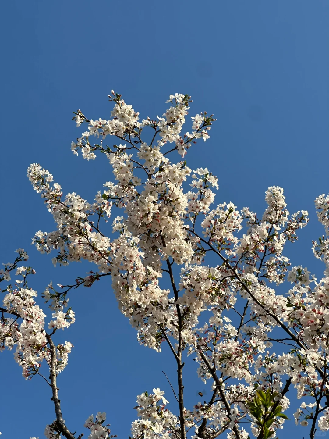 定格好春光☀️🌸